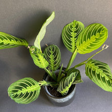 Kép betöltése a galériamegjelenítőbe: Maranta "Lemon lime" - Nyílgyökér - Prayer plant - Tropical Home