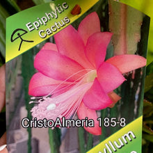 Kép betöltése a galériamegjelenítőbe: Epiphyllum hibrid 185-8 - Saját szaporítás - Tropical Home