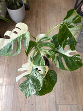 Kép betöltése a galériamegjelenítőbe: Monstera deliciosa albo variegata 21cm 3.