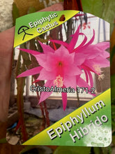 Kép betöltése a galériamegjelenítőbe: Epiphyllum hibrid 171-2 - Saját szaporítás - Tropical Home