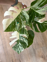 Kép betöltése a galériamegjelenítőbe: Monstera deliciosa albo variegata 21cm 3.