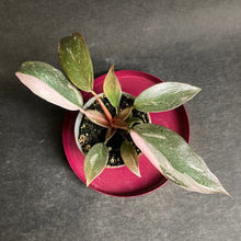 Kép betöltése a galériamegjelenítőbe: Philodendron "Pink princess marble" - Tropical Home