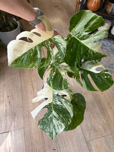 Kép betöltése a galériamegjelenítőbe: Monstera deliciosa albo variegata 21cm 3.