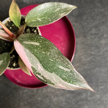 Kép betöltése a galériamegjelenítőbe: Philodendron "Pink princess marble" - Tropical Home
