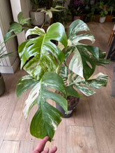 Kép betöltése a galériamegjelenítőbe: Monstera deliciosa albo variegata 21cm 4.