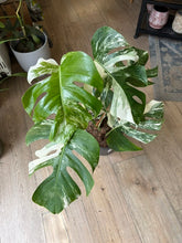 Kép betöltése a galériamegjelenítőbe: Monstera deliciosa albo variegata 21cm 4.