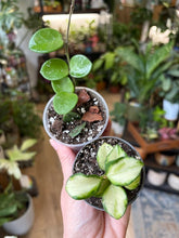 Kép betöltése a galériamegjelenítőbe: Mini Hoya duo (Hoya "Mathilde" és Hoya heuschkeliana variegata)
