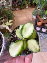 Kép betöltése a galériamegjelenítőbe: Mini Hoya duo (Hoya "Mathilde" és Hoya heuschkeliana variegata)
