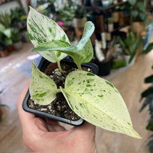 Kép betöltése a galériamegjelenítőbe: Epipremnum aureum "Snow queen" - Saját szaporítás - Tropical Home