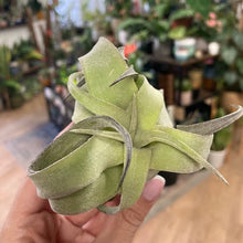 Kép betöltése a galériamegjelenítőbe: Tillandsia streptophylla - Air plant - Tropical Home
