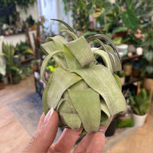 Kép betöltése a galériamegjelenítőbe: Tillandsia streptophylla - Air plant - Tropical Home
