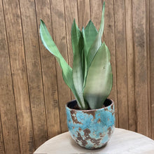 Kép betöltése a galériamegjelenítőbe: Sansevieria trif. "Moonshine" - Anyósnyelv - Tropical Home
