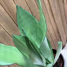Kép betöltése a galériamegjelenítőbe: Sansevieria trif. "Moonshine" - Anyósnyelv - Tropical Home