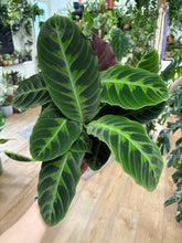 Kép betöltése a galériamegjelenítőbe: Calathea warscewiczii (Goeppertia warscewiczii) - Jungle velvet prayer plant