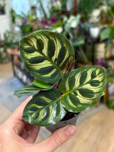 Kép betöltése a galériamegjelenítőbe: Calathea makoyana 7cm - Pávás zebralevél - Peacock plant