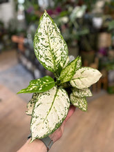 Kép betöltése a galériamegjelenítőbe: Aglaonema "Eileen" 12cm - Rákvirág - Chinese Evergreen