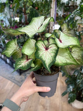 Kép betöltése a galériamegjelenítőbe: Caladium "White Wonder"