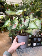 Kép betöltése a galériamegjelenítőbe: Caladium "White Wonder"