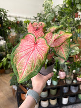 Kép betöltése a galériamegjelenítőbe: Caladium "Chinook"