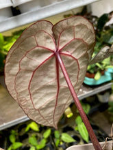 Kép betöltése a galériamegjelenítőbe: DocBlock Anthurium Michelle® - EXCLUSIVE - Tropical Home