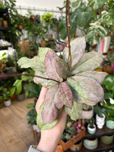 Kép betöltése a galériamegjelenítőbe: Hoya mitrata silver (Buntok) - három méretben