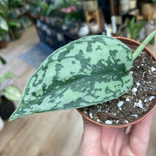 Kép betöltése a galériamegjelenítőbe: Scindapsus pictus "Silver lady" mini - Saját szaporítvány - Tropical Home