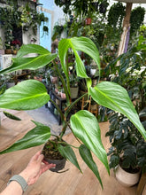 Kép betöltése a galériamegjelenítőbe: Monstera burle-marx "Flame" 12cm