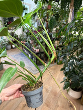 Kép betöltése a galériamegjelenítőbe: Monstera burle-marx "Flame" 12cm