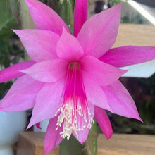 Kép betöltése a galériamegjelenítőbe: Epiphyllum hibrid 171-2 - Saját szaporítás - Tropical Home