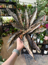 Kép betöltése a galériamegjelenítőbe: Sansevieria kirkiii "Coppertone" 12cm - Anyósnyelv