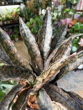 Kép betöltése a galériamegjelenítőbe: Sansevieria kirkiii "Coppertone" 12cm - Anyósnyelv