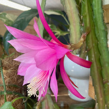 Kép betöltése a galériamegjelenítőbe: Epiphyllum hibrid 171-2 - Saját szaporítás - Tropical Home