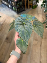 Kép betöltése a galériamegjelenítőbe: Begonia pavonina 8cm