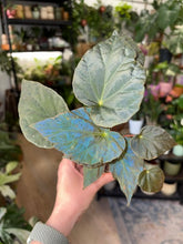 Kép betöltése a galériamegjelenítőbe: Begonia pavonina 8cm