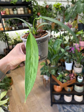 Kép betöltése a galériamegjelenítőbe: Anthurium wendlingeri 10cm