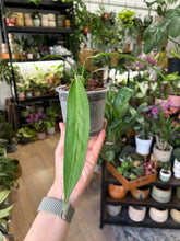 Kép betöltése a galériamegjelenítőbe: Anthurium wendlingeri 10cm
