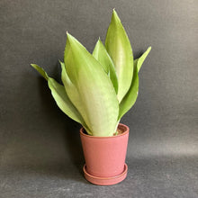 Kép betöltése a galériamegjelenítőbe: Sansevieria trif. "Moonshine" - Anyósnyelv - Tropical Home