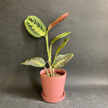Kép betöltése a galériamegjelenítőbe: Maranta leuconeura Tricolor - Nyílgyökér - Prayer plant - Tropical Home