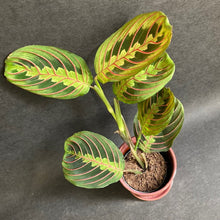 Kép betöltése a galériamegjelenítőbe: Maranta leuconeura Tricolor - Nyílgyökér - Prayer plant - Tropical Home