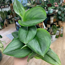 Kép betöltése a galériamegjelenítőbe: Scindapsus treubii "Moonlight" - Tropical Home