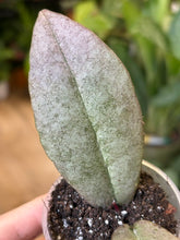 Kép betöltése a galériamegjelenítőbe: Hoya mitrata silver (Buntok) - két méretben