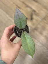 Kép betöltése a galériamegjelenítőbe: Hoya mitrata silver (Buntok) - két méretben