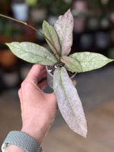 Kép betöltése a galériamegjelenítőbe: Hoya mitrata silver (Buntok) - két méretben