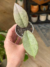 Kép betöltése a galériamegjelenítőbe: Hoya mitrata silver (Buntok) - két méretben