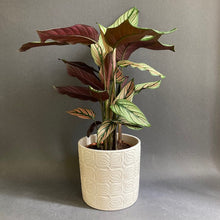 Kép betöltése a galériamegjelenítőbe: Calathea "White star" - Zebralevél - Prayer plant - Tropical Home