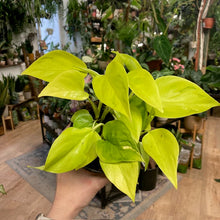 Kép betöltése a galériamegjelenítőbe: Epipremnum aureum "Champs Élysées" - Szobafutóka - Tropical Home