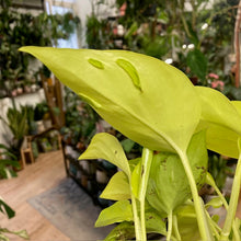 Kép betöltése a galériamegjelenítőbe: Epipremnum aureum "Champs Élysées" - Szobafutóka - Tropical Home