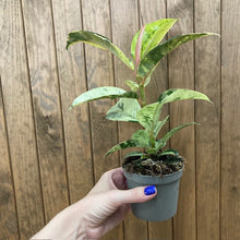 Kép betöltése a galériamegjelenítőbe: Ficus elastica "Shivereana" - Tropical Home