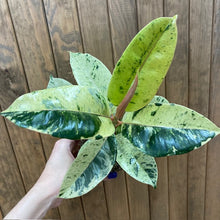 Kép betöltése a galériamegjelenítőbe: Ficus elastica "Shivereana" - Tropical Home