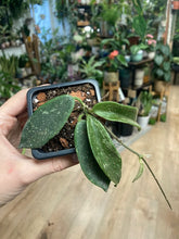 Kép betöltése a galériamegjelenítőbe: Hoya thomsonii - Tropical Home